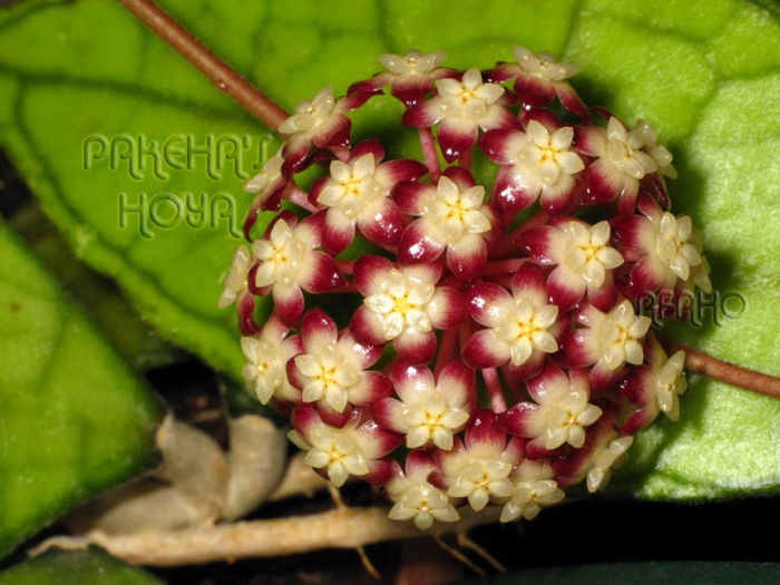 poza net - Hoya Finlaysonii