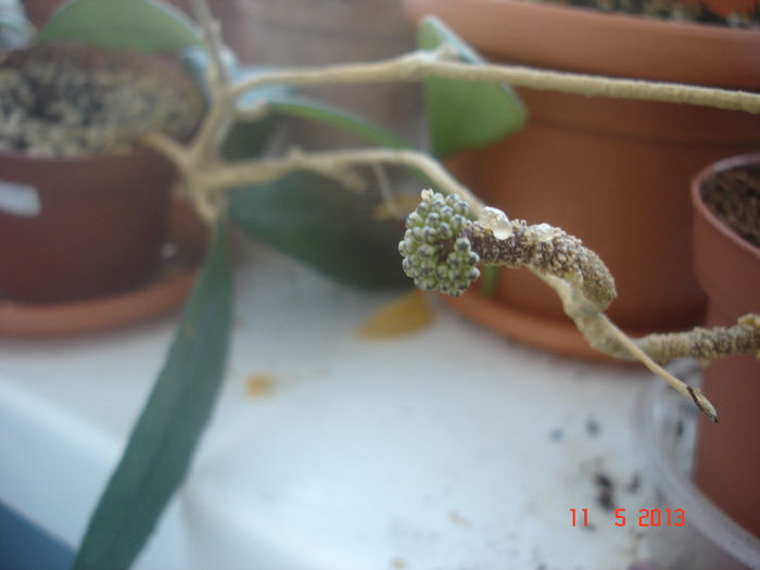 boboci - Hoya Finlaysonii