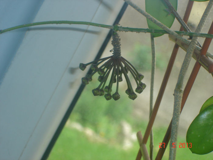 DSC07099 - X Hoya Buotii pierduta