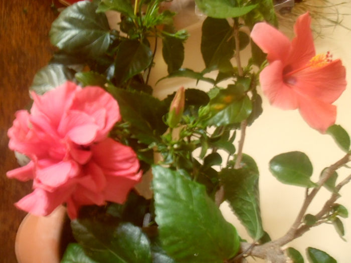 Clasic Pink +  Cairo Somon