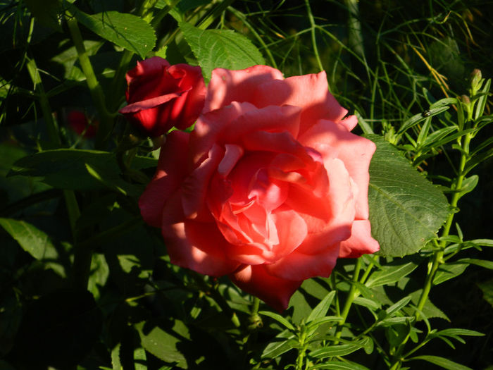 DSCN5105