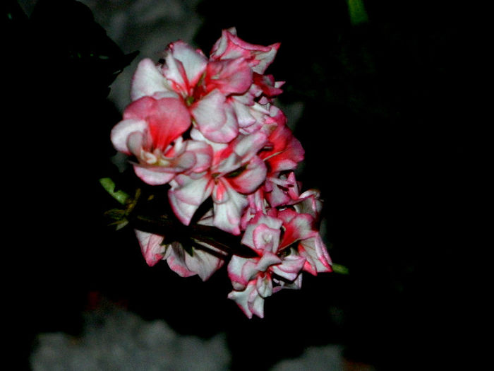 DSCN5128