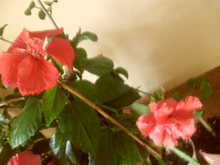 Cooperi Rose Flake + Toledo
