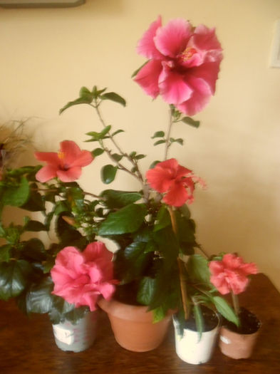 hibiscus grup