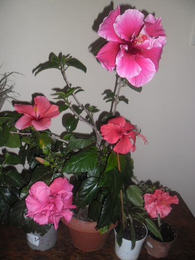 hibiscus grup