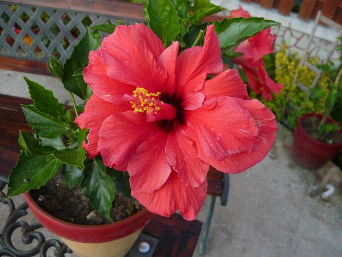 Picture 4574 - x 2013 Hibiscus rosa sinesis