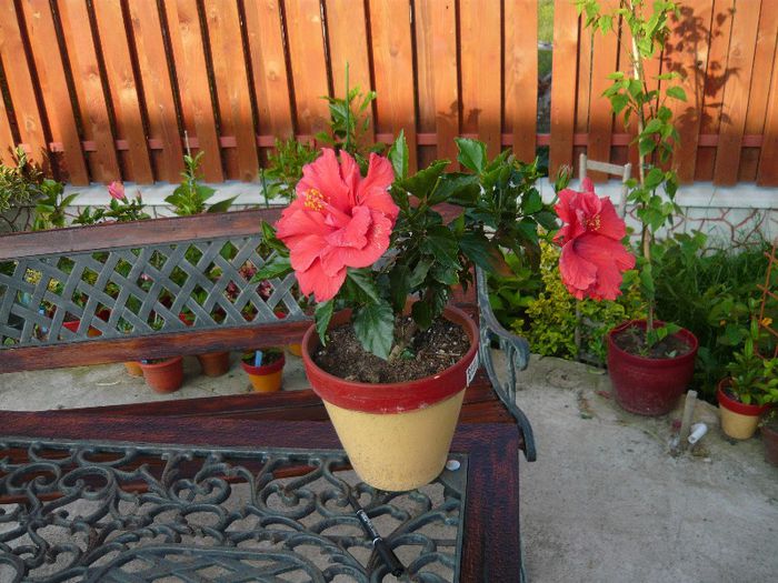 Picture 4576 - x 2013 Hibiscus rosa sinesis