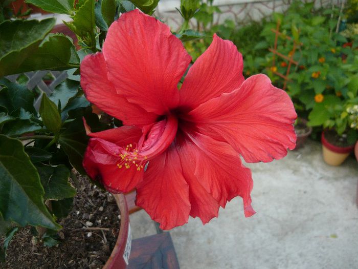 Picture 4579 - x 2013 Hibiscus rosa sinesis