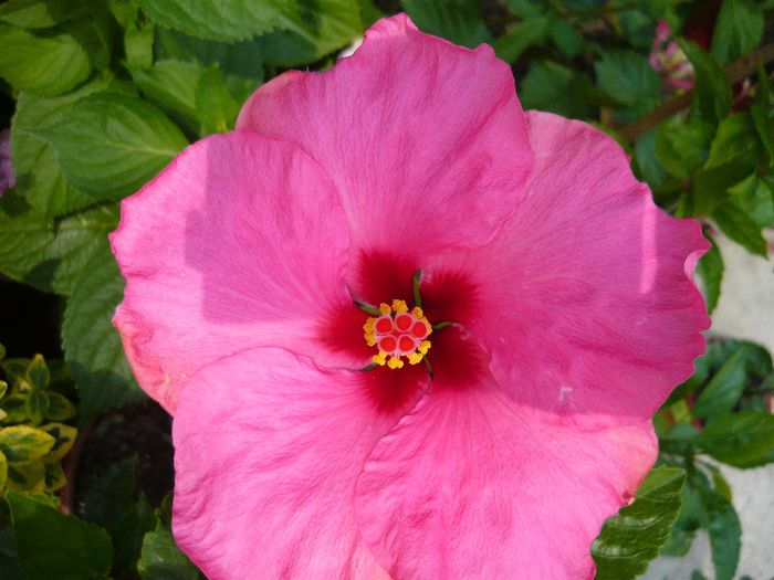 Picture 4580 - x 2013 Hibiscus rosa sinesis