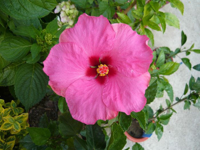 Picture 4581 - x 2013 Hibiscus rosa sinesis