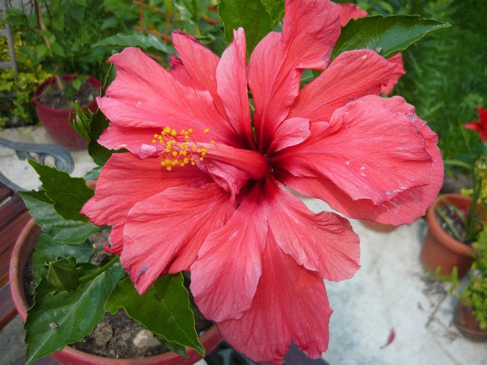 Picture 4582 - x 2013 Hibiscus rosa sinesis