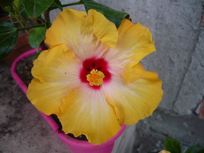 Picture 4595 - x 2013 Hibiscus rosa sinesis
