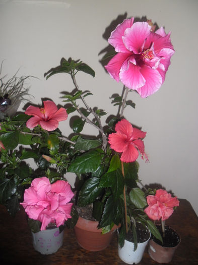 hibiscus grup