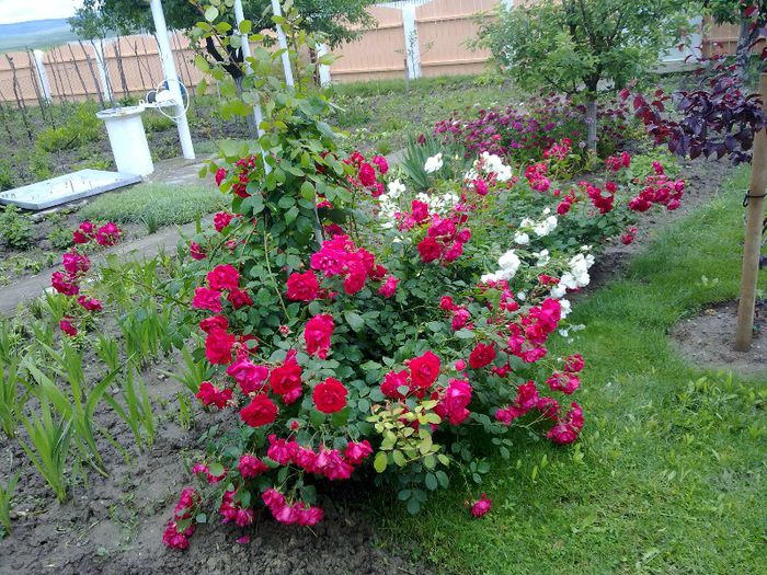060620133371 - In gradina mamei