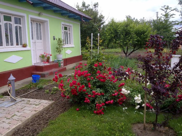 060620133373 - In gradina mamei