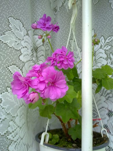 060620133381 - In gradina mamei