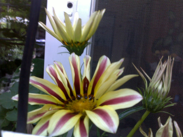 150620131117 - plante 2013