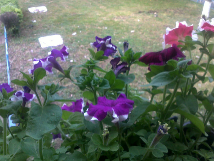 310520131033 - plante 2013