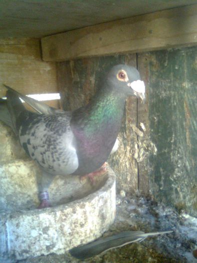 M07 columbodr 50 lei