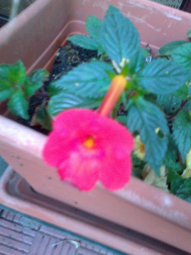 Fotografie1567 - Copy - Copy - Copy