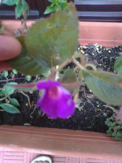 Fotografie1568 - Copy - Copy - Copy