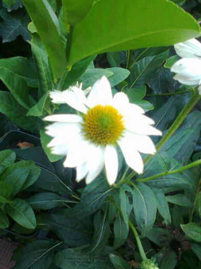 Fotografie1570 - Copy (2) - Copy