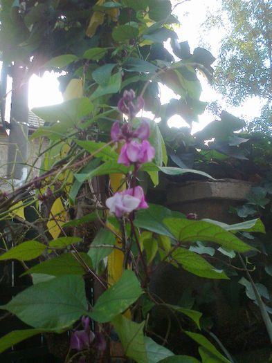 Fotografie1572 - Copy - Copy - 0 gradina mea 2013