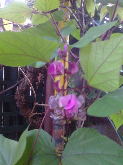 Fotografie1573 - Copy - Copy - 0 gradina mea 2013