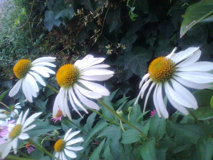 Fotografie2377 - Copy (2) - Copy - 0 gradina mea 2013