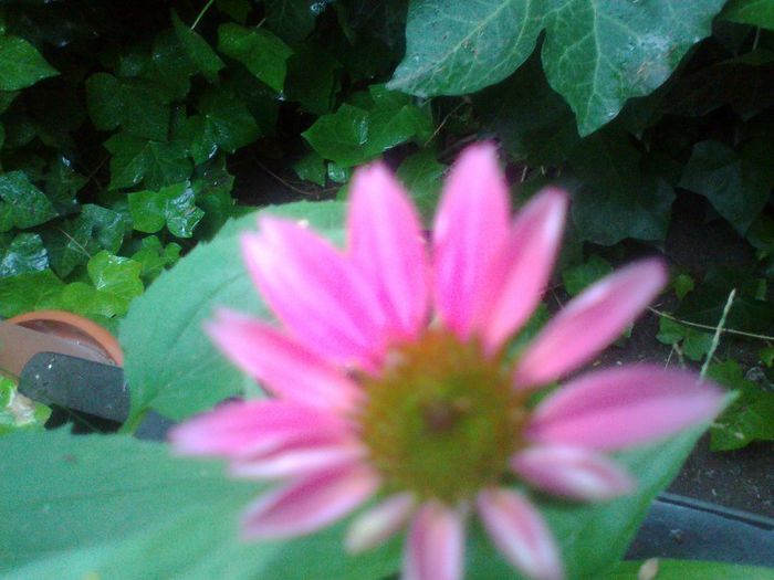 Fotografie2378 - Copy - Copy - Copy