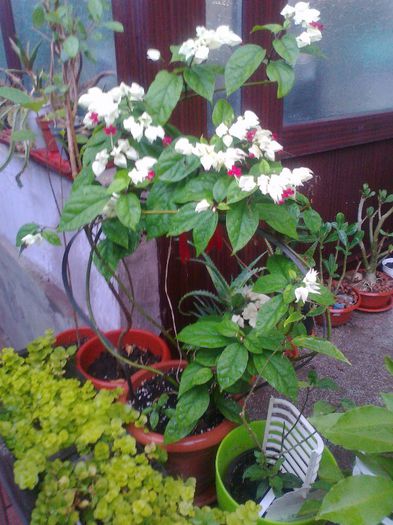 Fotografie2392 - Copy (2) - Copy