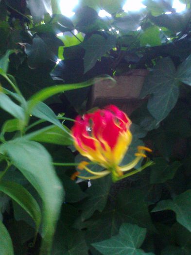 Fotografie2393 - Copy (2) - Copy