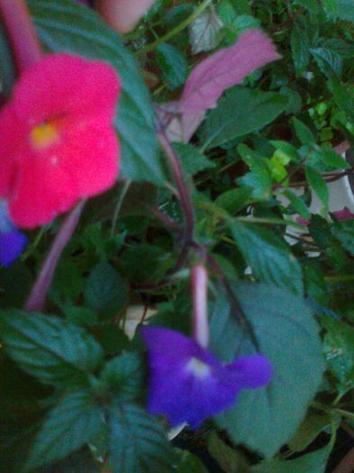 Fotografie2398 - Copy