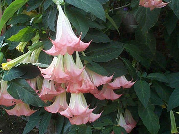 datura3