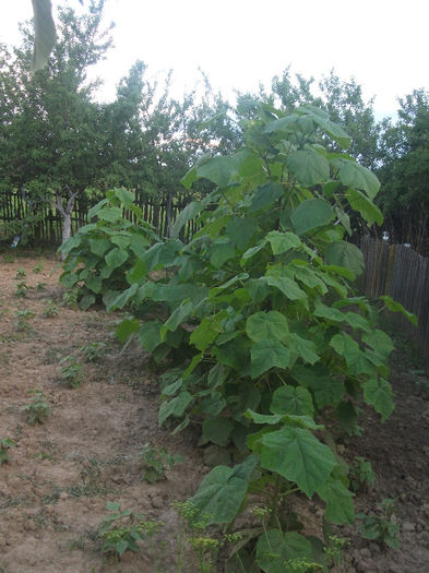 03-06-2013 - Paulownia 2013