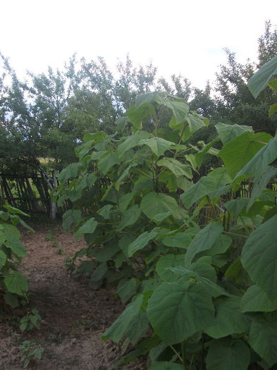 03-06-2013 - Paulownia 2013