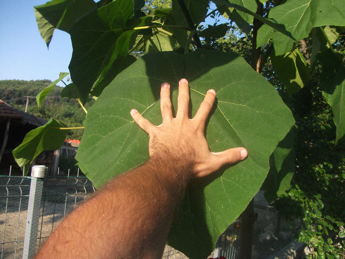 03-07-2013; Frunza paulownia 2 ani
