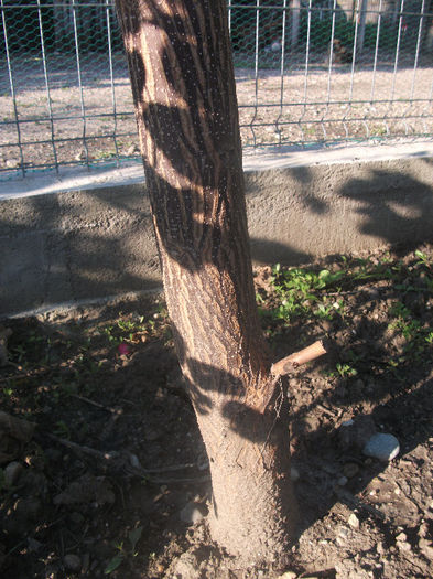 DSCF9882 - Paulownia 2013