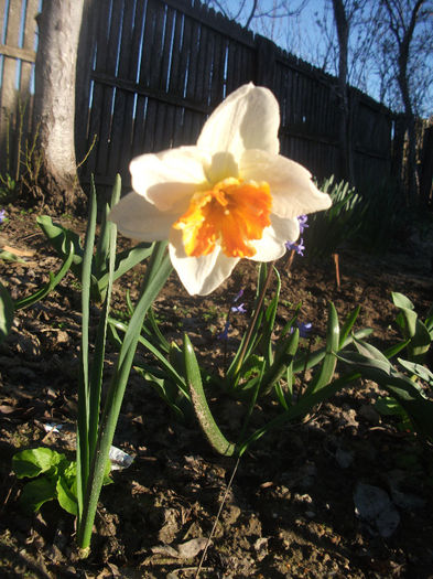 DSCF8495 - Narcisele bunicii