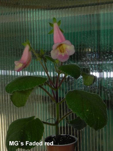  - MG s sinningia hybrids