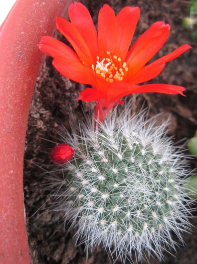 Rebutia marsoneri