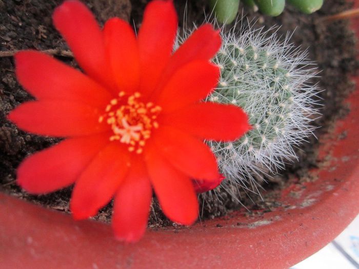 Rebutia marsoneri - cactusi - 2013