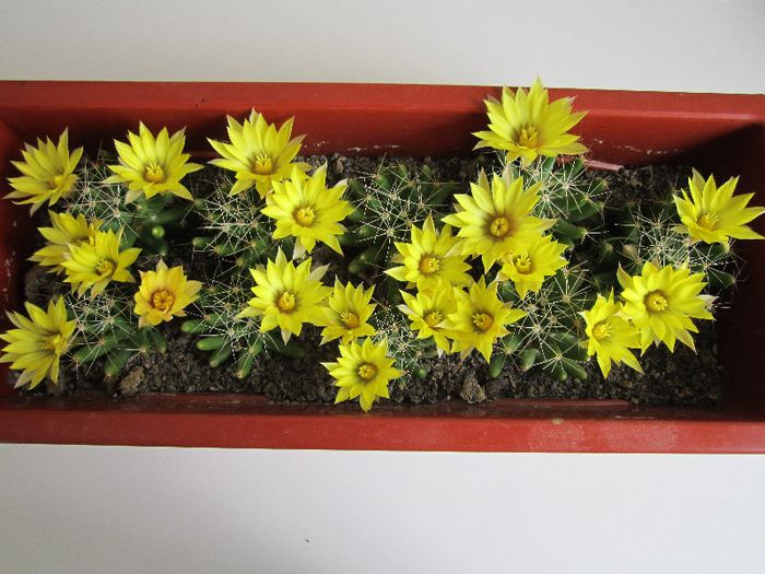 Mammillaria longimamma - cactusi - 2013