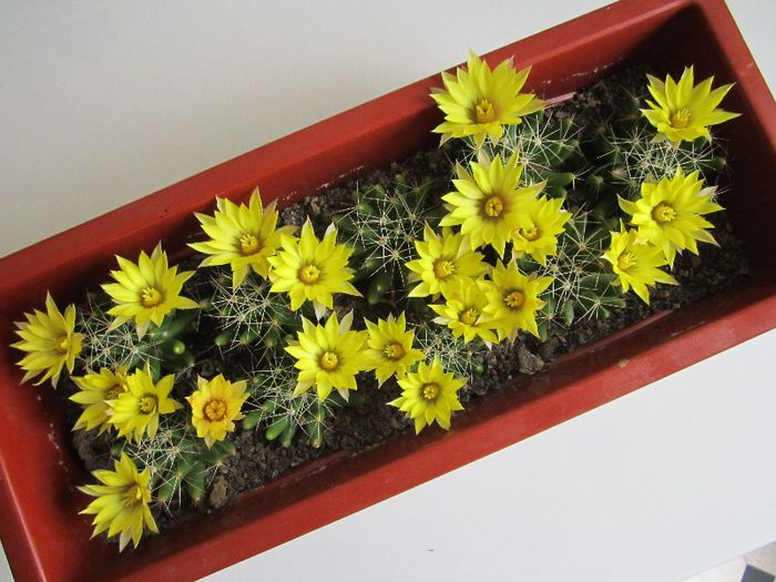 Mammillaria longimamma