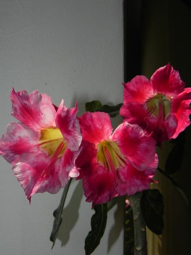  - Adenium Hoya si alte plante suculente