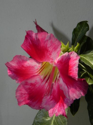  - Adenium Hoya si alte plante suculente