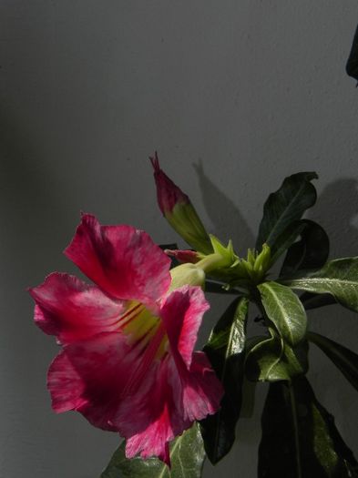  - Adenium Hoya si alte plante suculente