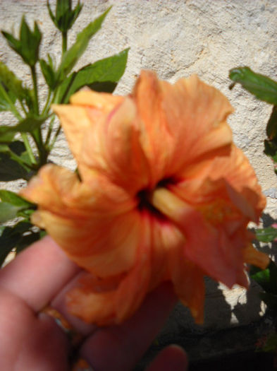 3 iulie.Classic Apricot. dbl