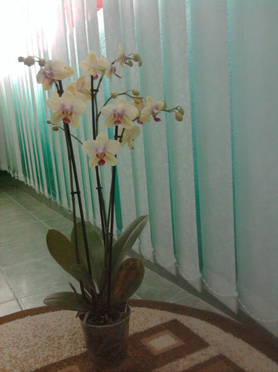 Fotografie3101 - florile mele2