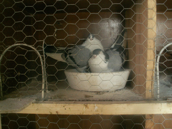PICT0018 - Porumbei galateni Vanduti